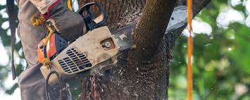 Best Lawn Watering Services  in Leisure Knoll, NJ