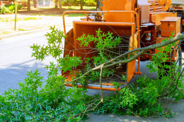 Best Tree Health Inspection  in Leisure Knoll, NJ