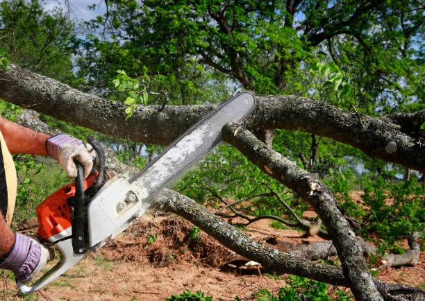 Best Seasonal Cleanup (Spring/Fall)  in Leisure Knoll, NJ